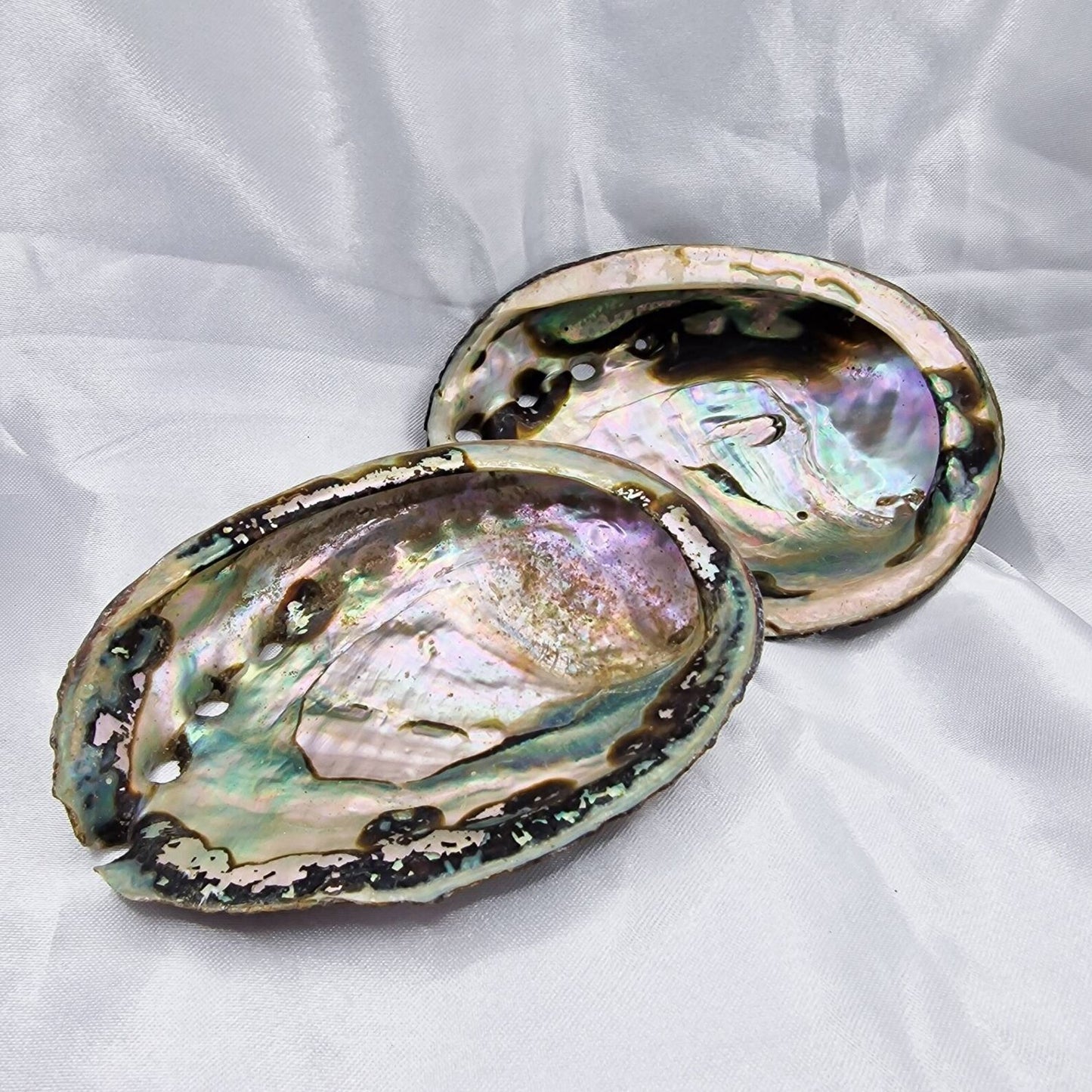 COQUILLE D'ABALONE NATURELLE