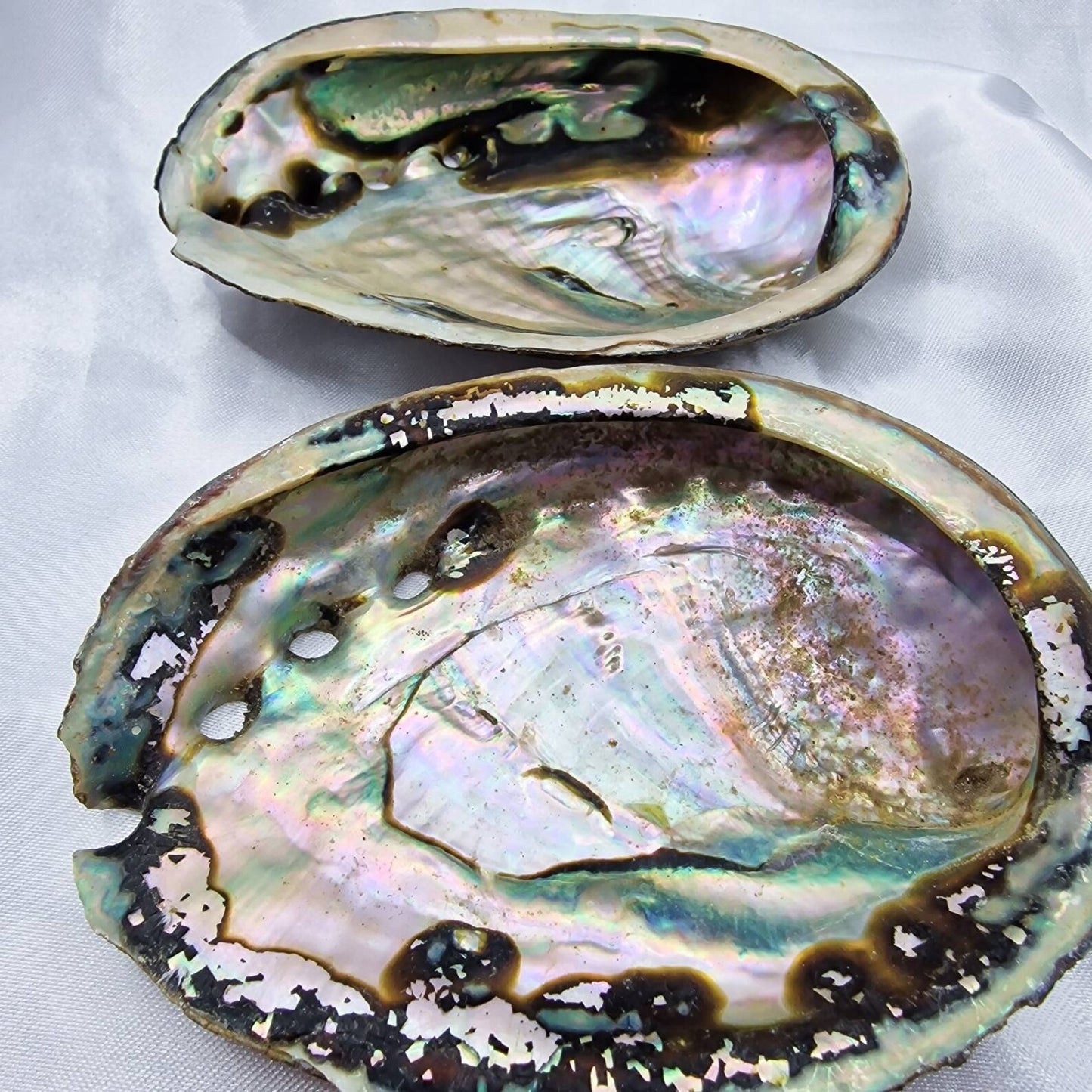COQUILLE D'ABALONE NATURELLE