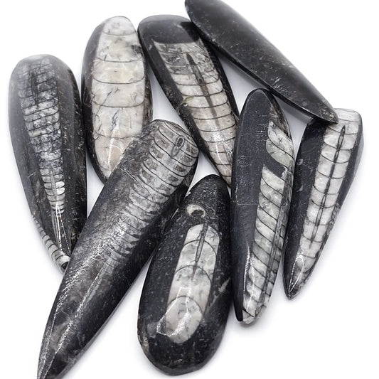 Pierre Roulée ORTHOCERAS A+