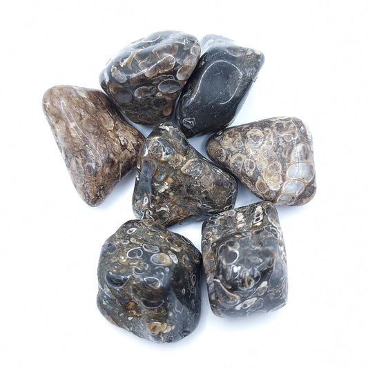 Pierre Roulée AGATE FOSSILE