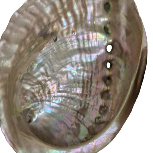 COQUILLE D'ABALONE NATURELLE