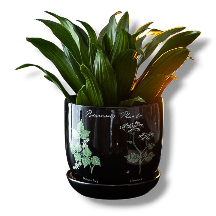 Pot de Fleurs "Plantes Toxiques"