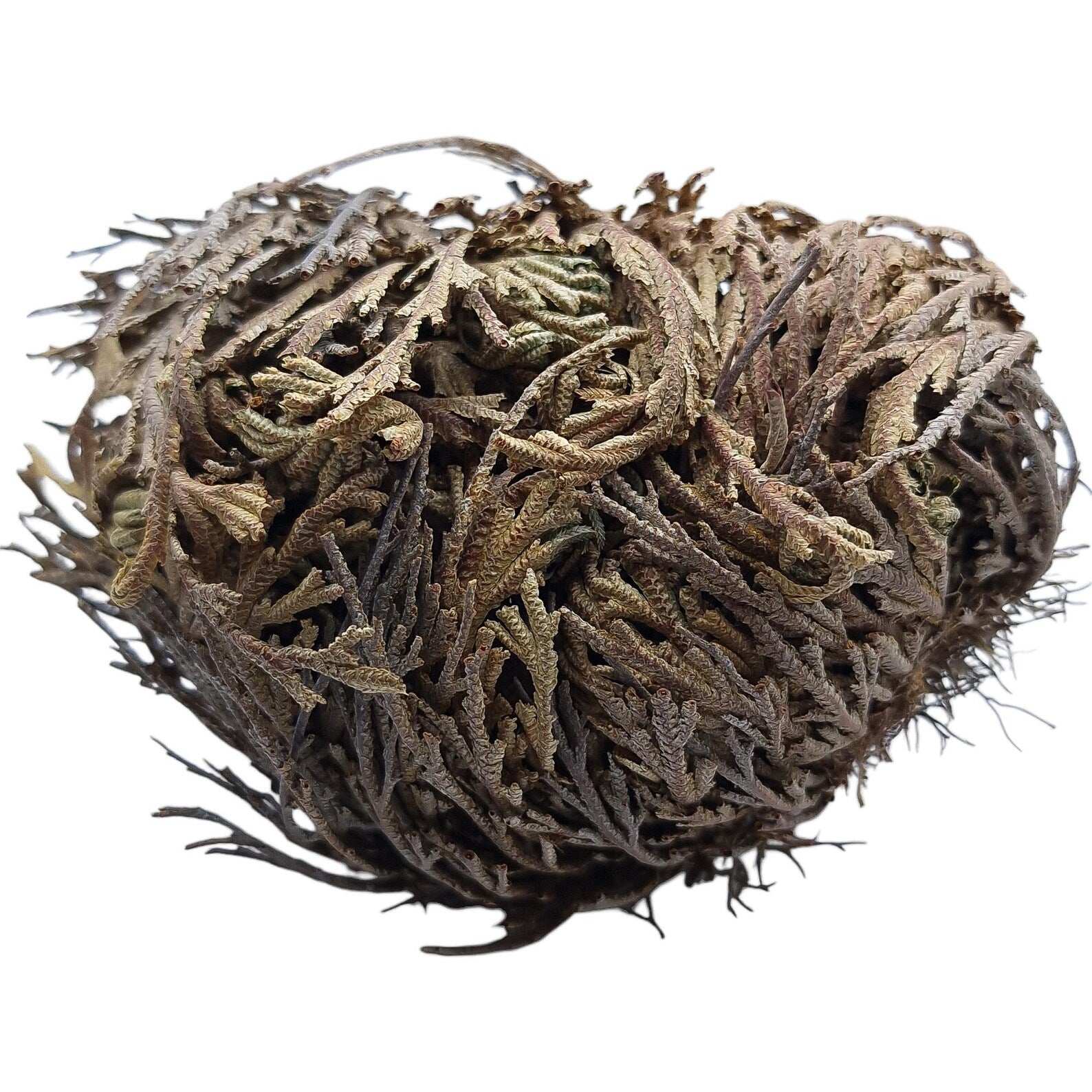 Rose de Jericho