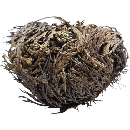 Rose de Jericho