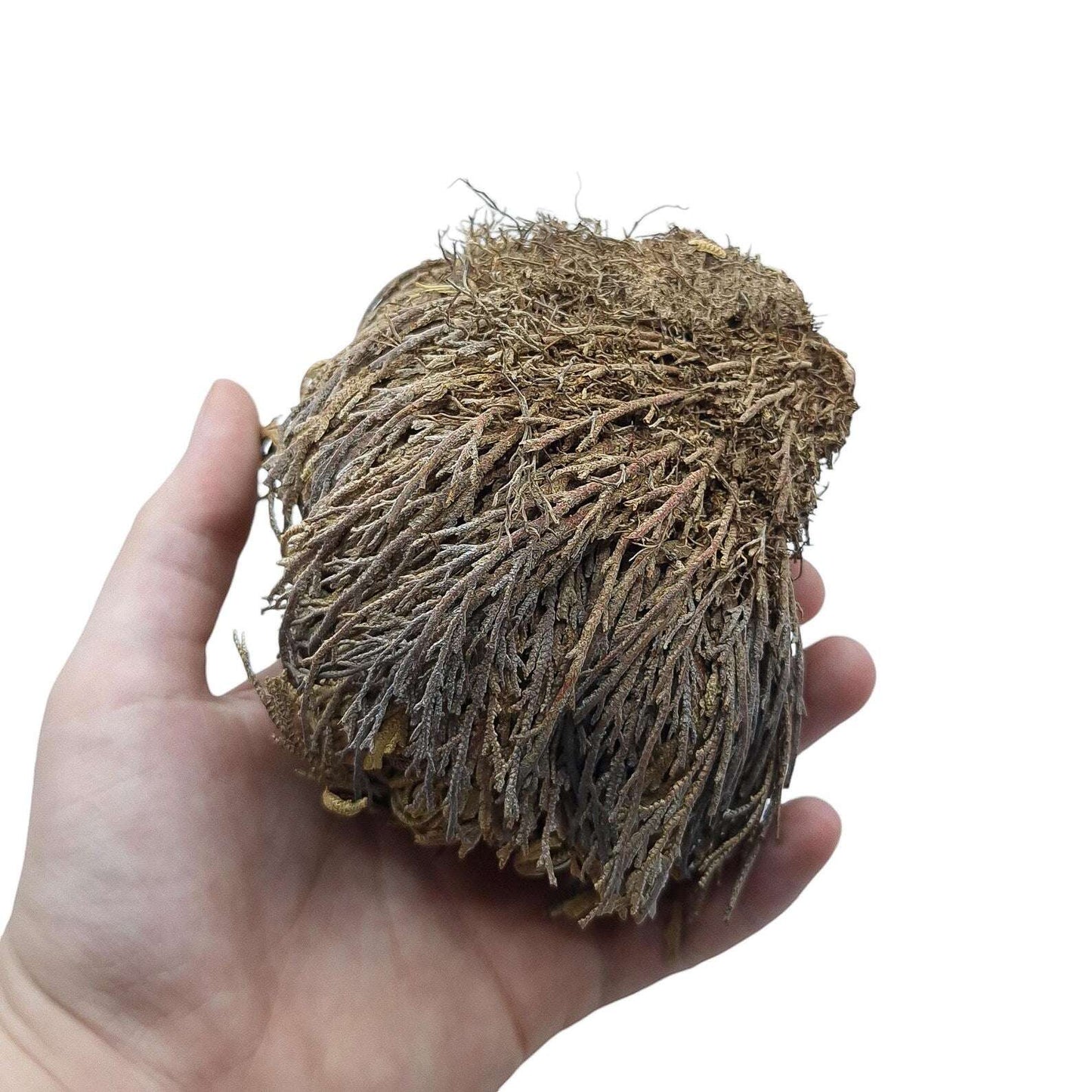 Rose de Jericho