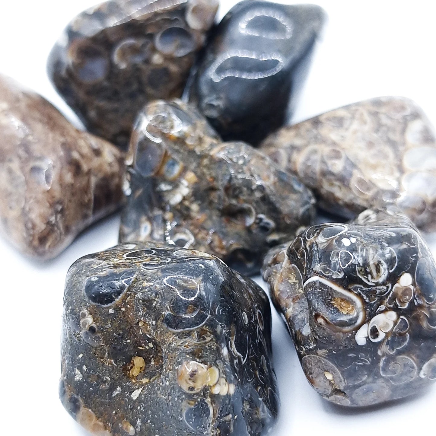 Pierre Roulée AGATE FOSSILE