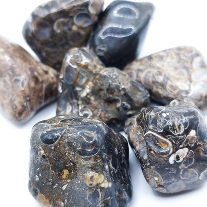 Pierre Roulée AGATE FOSSILE