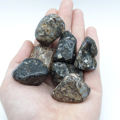 Pierre Roulée AGATE FOSSILE