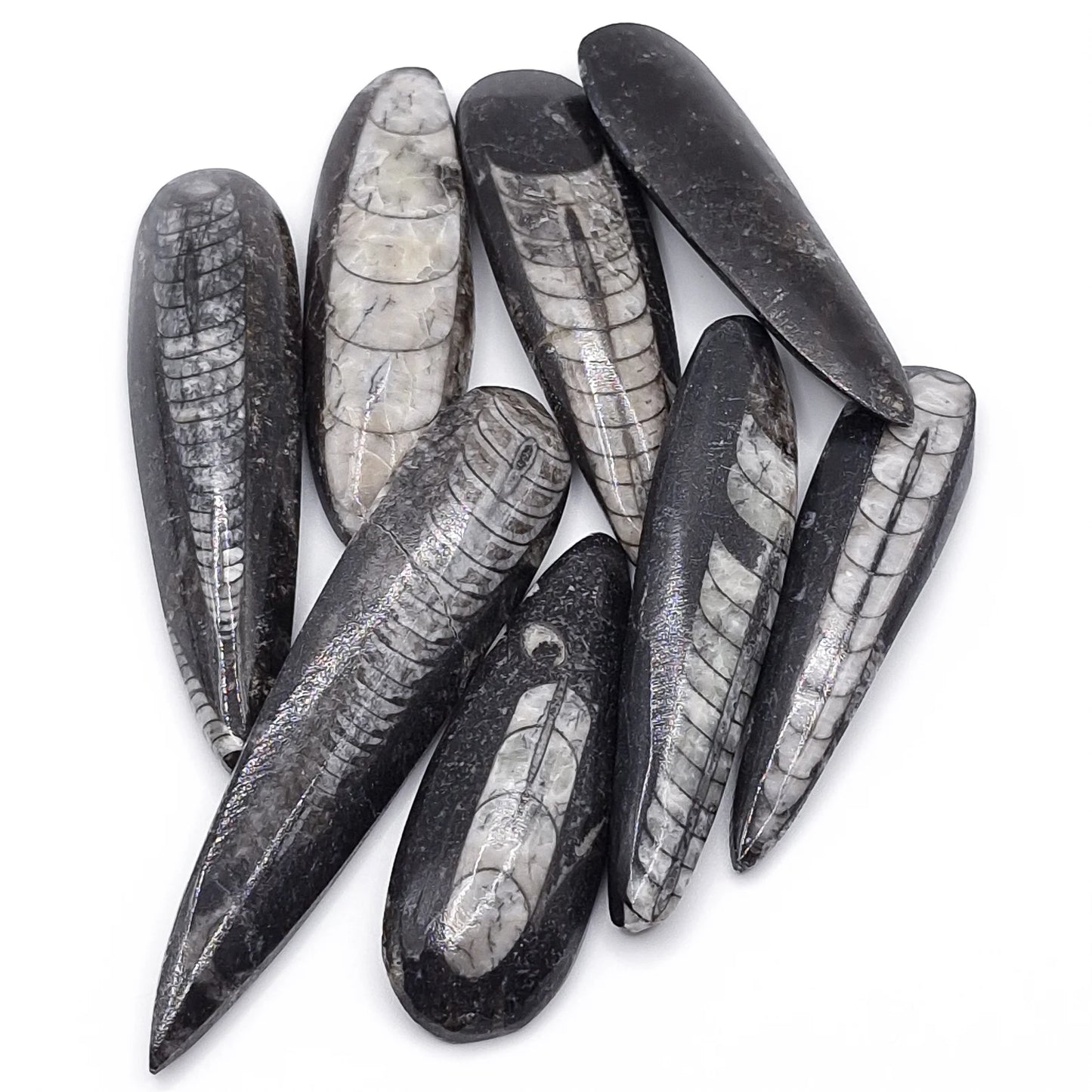Pierre Roulée ORTHOCERAS A+