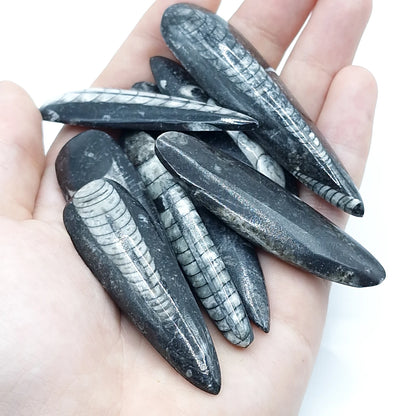 Pierre Roulée ORTHOCERAS A+