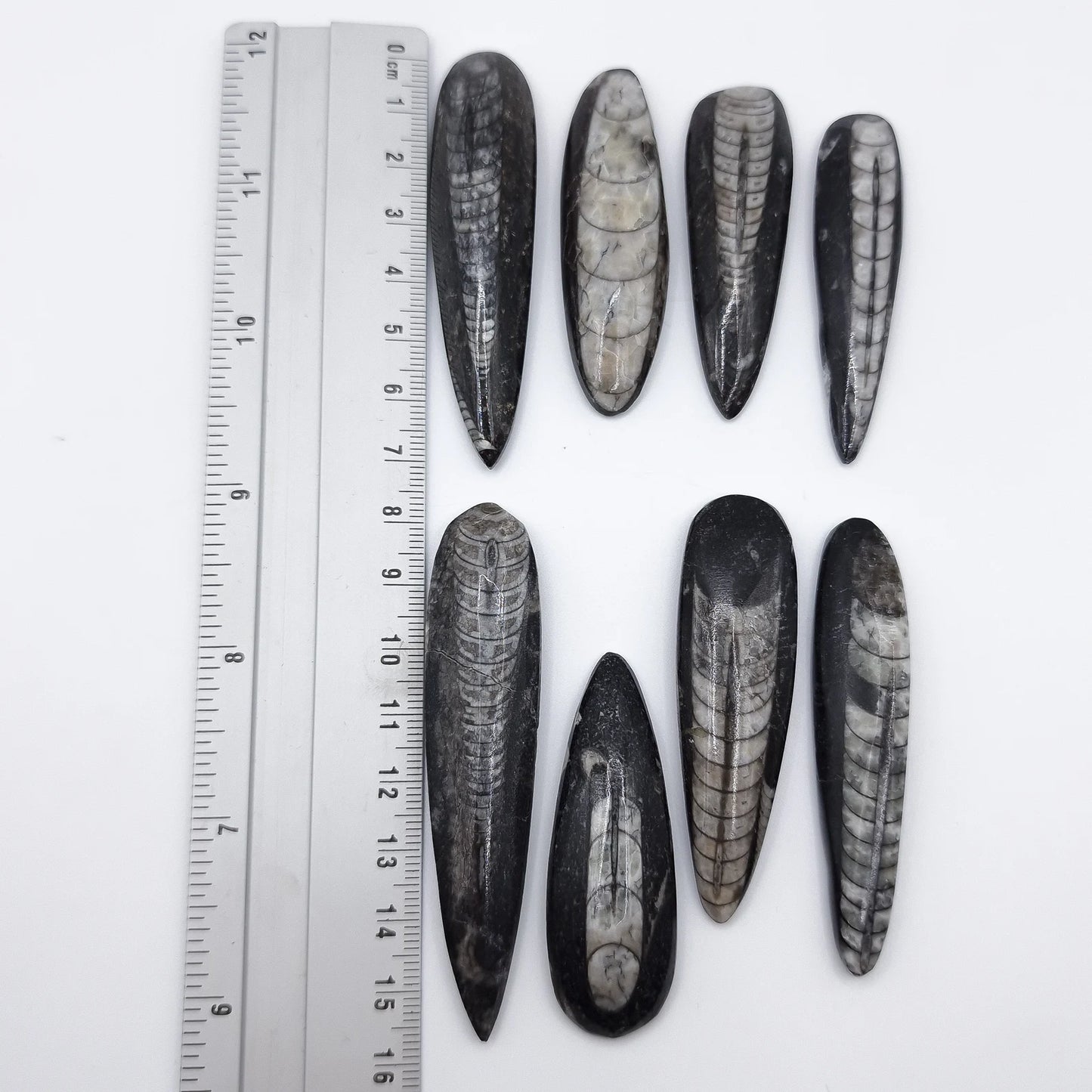 Pierre Roulée ORTHOCERAS A+
