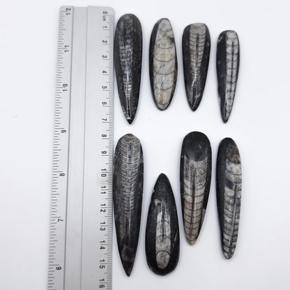 Pierre Roulée ORTHOCERAS A+