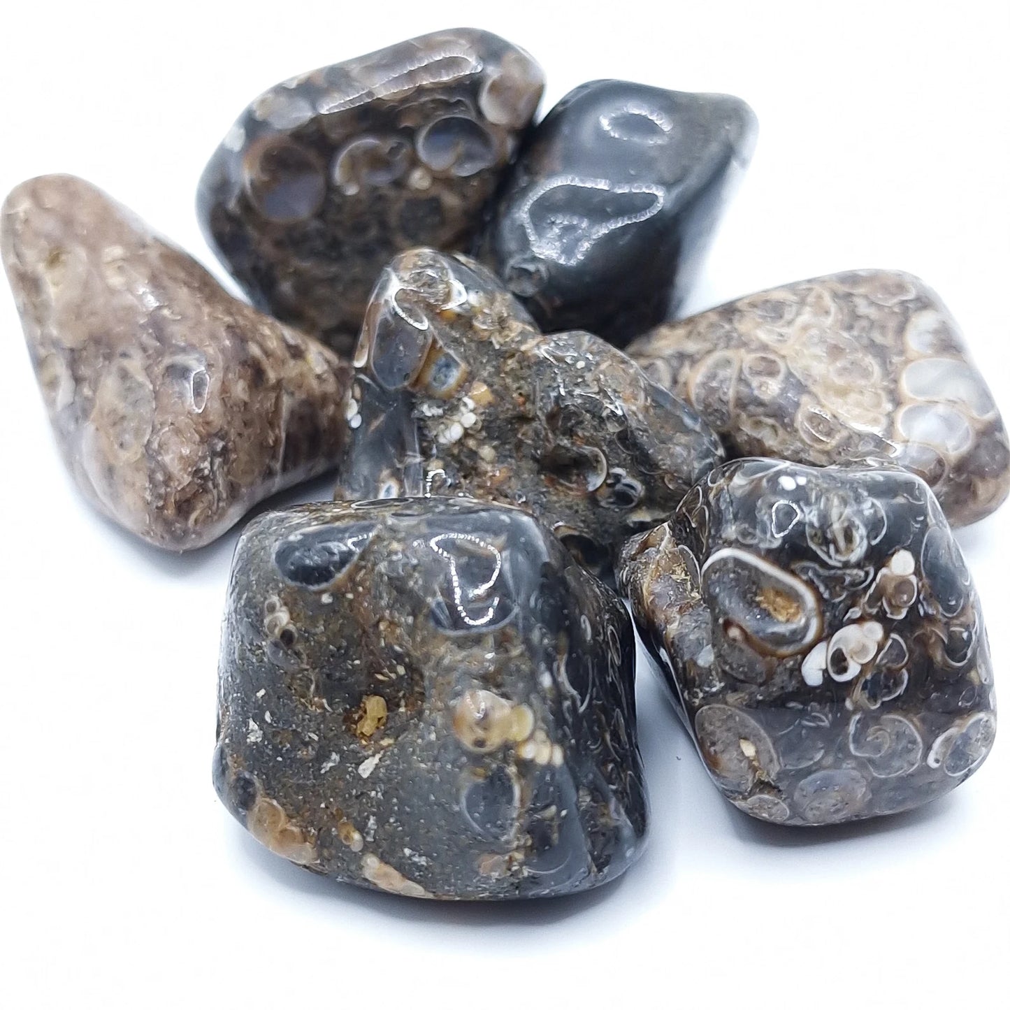 Pierre Roulée AGATE FOSSILE