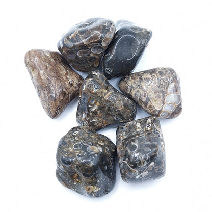 Pierre Roulée AGATE FOSSILE