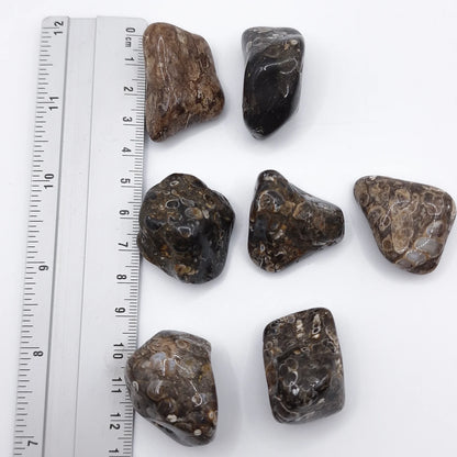 Pierre Roulée AGATE FOSSILE