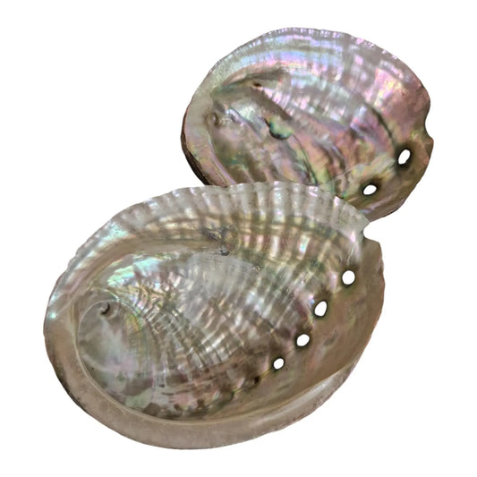 COQUILLE D'ABALONE NATURELLE