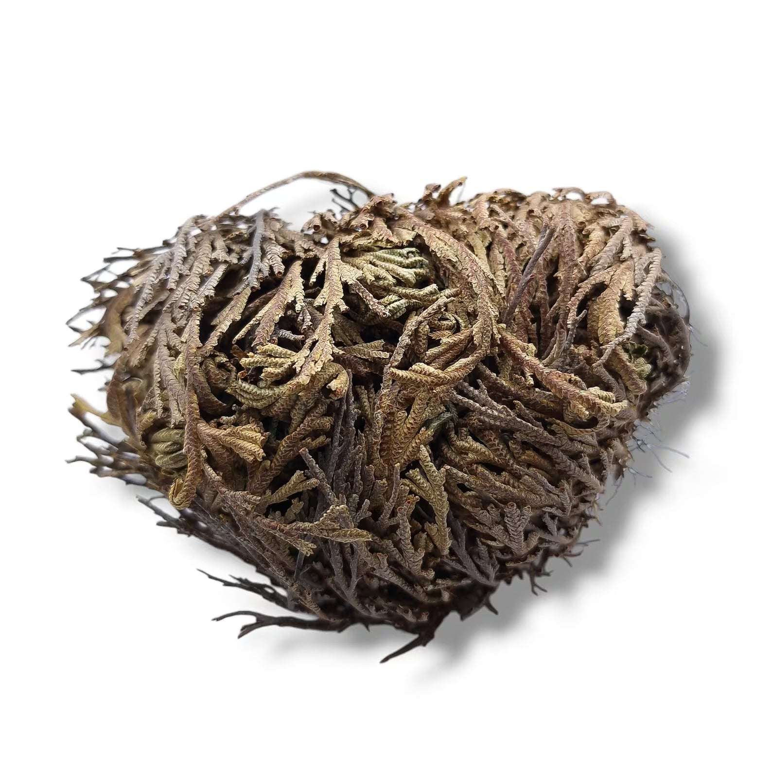 Rose de Jericho